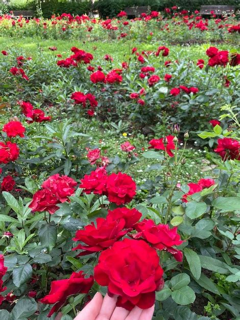 Premium Photo A Wall Of Red Roses With The Word Rose On It