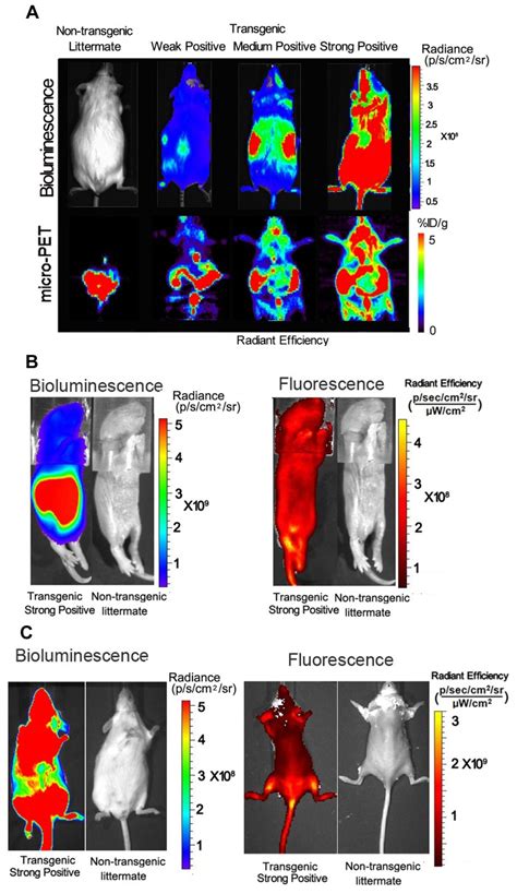 A In Vivo Bioluminescence Micro Pet And Fluorescence Imaging Of