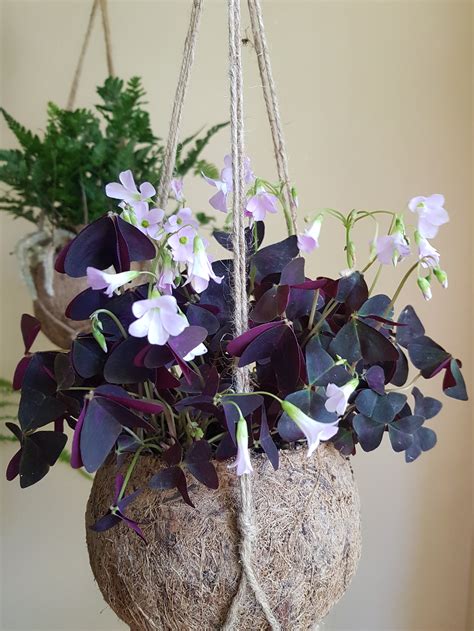 21 Best Hanging Basket Plants For Both Outdoors And Indoors