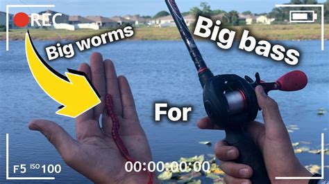 Pond Hopping With Big Worms YouTube