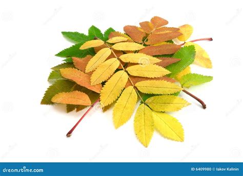 Fall leaves of rowan-tree stock photo. Image of leaf, green - 6409980