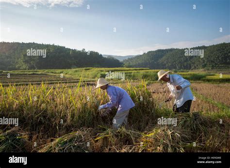 Harvesting rice hi-res stock photography and images - Alamy