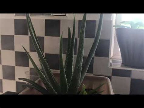 How To Regrow Aloe Vera Shokher Bagan Youtube