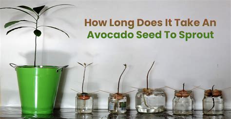 How Long Does It Take An Avocado Seed To Sprout EmbraceGardening