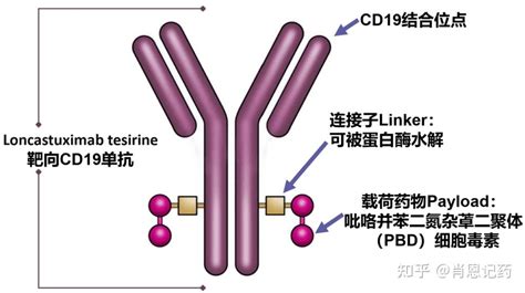 记住所有FDA生物药 CD19 ADC Loncastuximab tesirine 弥漫大B细胞淋巴瘤 知乎