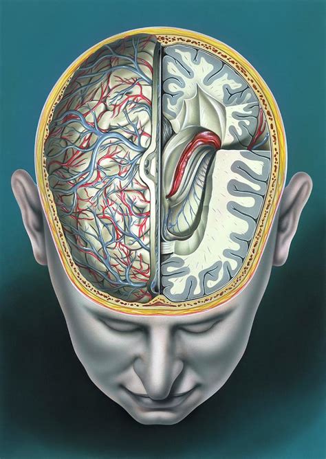 The Human Brain Anatomy