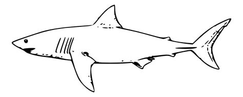 Shark Outline Drawing | Free download on ClipArtMag