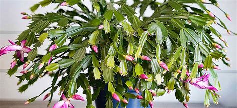 How To Grow And Care For A Christmas Cactus Plant Hydrobuilder Learning Center