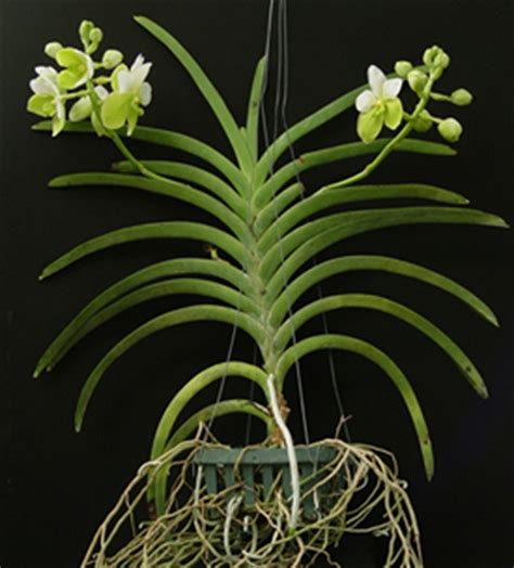 Vanda Sanderiana Alba OrchidWeb