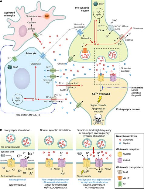 Glutamate Neurotransmitter