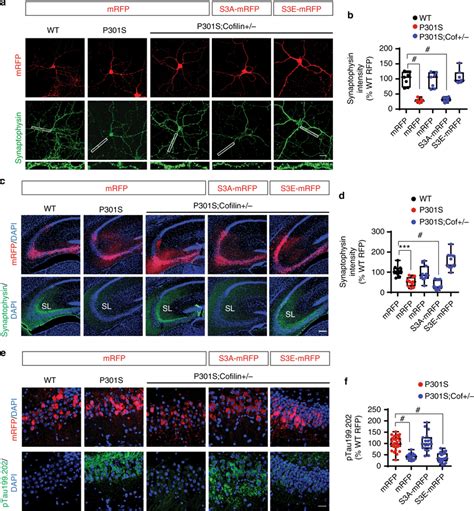 Cofilin Activity Is Required For Synaptic Dysfunction And Tau Pathology