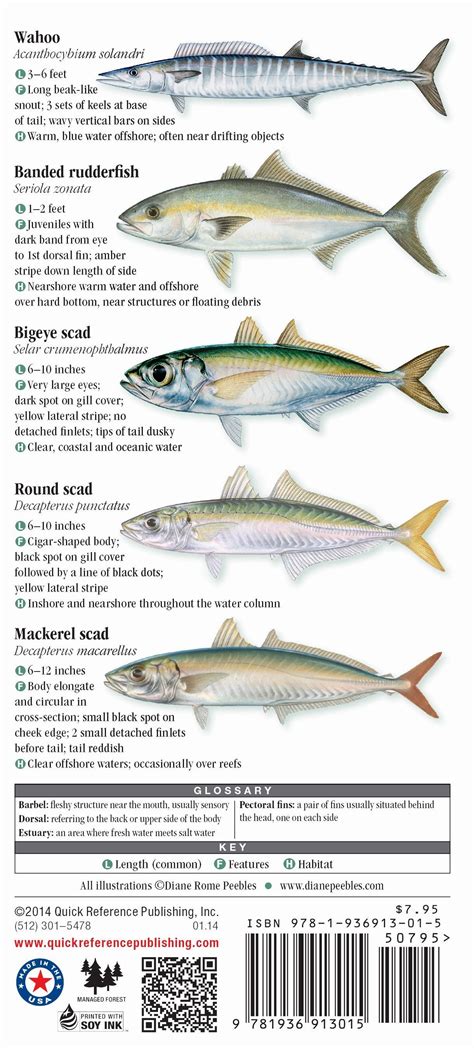 Saltwater Fishes of the North and Mid-Atlantic States – Quick Reference Publishing Retail