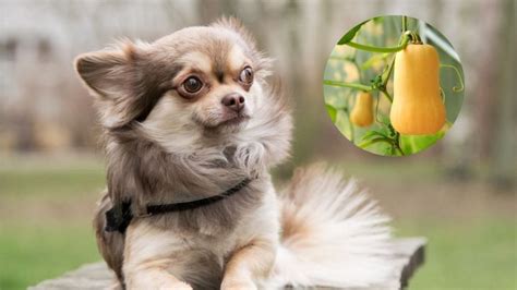 Qu Pasa Si Le Doy Chayote A Mi Perro Chihuahua Petlife