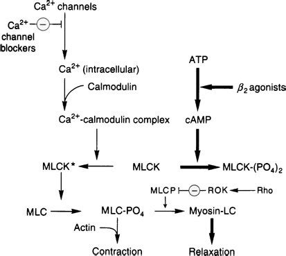 Control of smooth muscle contraction and site of action of calcium ...