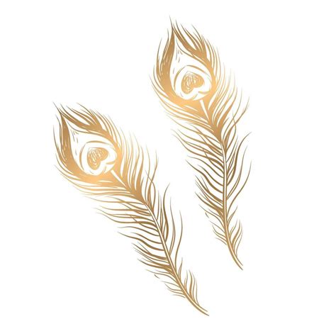 vector drawing of golden peacock feathers on a white background ...