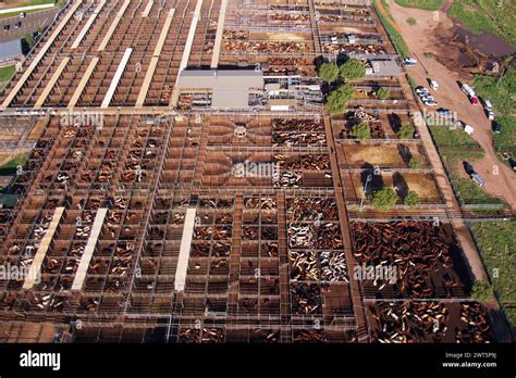 Aerial Of The Roma Saleyards Australias Largest Cattle Selling Centre