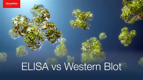 Elisa Vs Western Blot When To Use Each Immunoassay Technique Life In