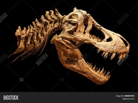 Skeleton Tyrannosaurus Image & Photo (Free Trial) | Bigstock