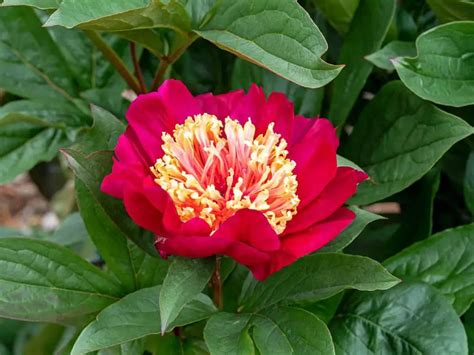 What Colors Do Peonies Come In? - Plantglossary