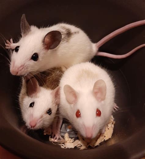 A Few Of My African Soft Fur Rats Rats