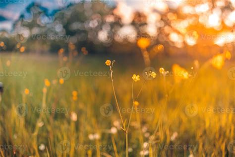 Field Of Yellow Flowers Sunset