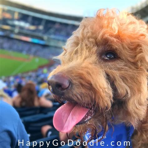 160+ Baseball Dog Names ⚾️ (With Descriptions) - Happy-Go-Doodle®