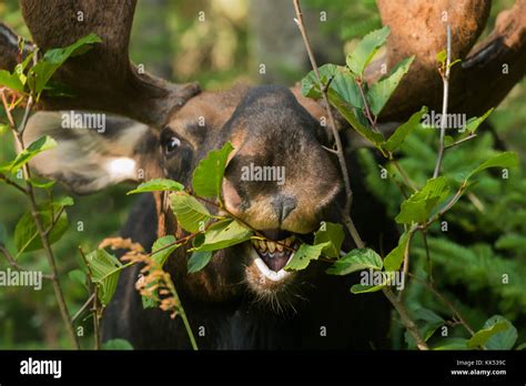 Moose Alces Alces Browsing In Boreal Forest Isle Royal National Park