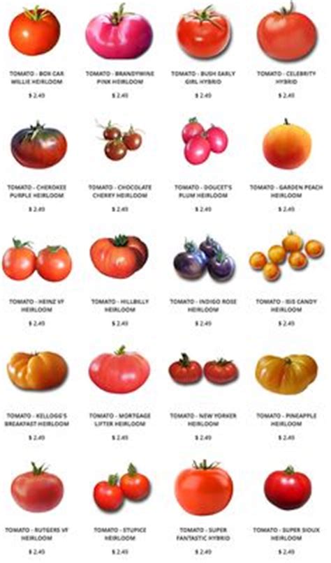 8 Tomato plants ideas | growing tomatoes, growing vegetables, tomato garden