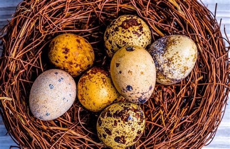 Premium Photo | Quail eggs in a nest