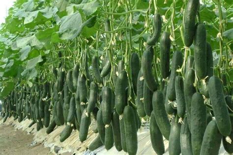 ProducciÓn De Pepino En Un Cultivo Protegido Revista Infoagro México