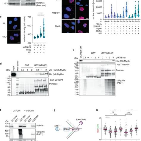 Myosin Vi Interacts With The Replisome A Schematic Representation Of