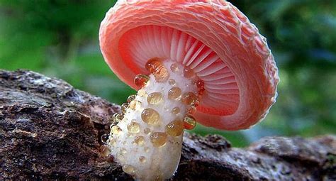 El Reino Fungi Actualidad Ojo