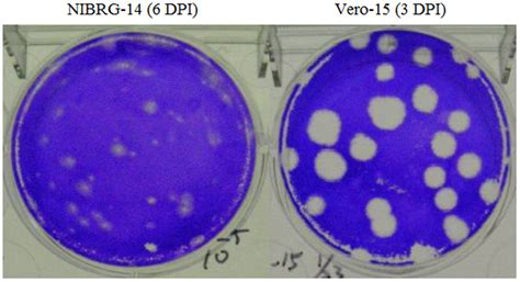 Plaque Morphology Of Nibrg 14 And Vero Cell Adapted Vero 15 H5n1