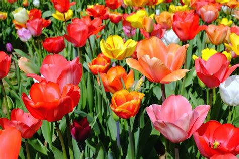 Imagen gratis tulipán verano naturaleza hoja campo jardín flor