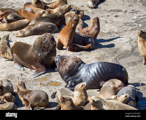 Bull with females. South American sea lion (Otaria flavescens) also called Southern Sea Lion and ...