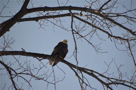 Eagle Sapphire Dream Photography Flickr