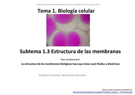 Estructura De Las Membranas A Good Estudent Udocz