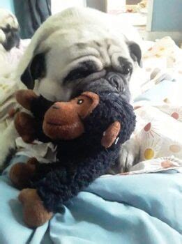 Los Mejores Juguetes Duraderos Para Pugs Con Mis Mascotas