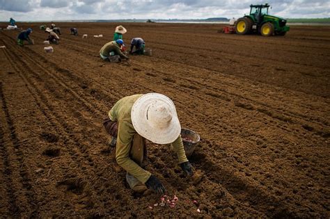 Geração de empregos no agro se mantém em janeiro Confederação da