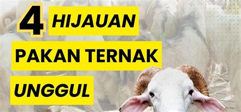 Berita BSIP BABEL 4 Hijauan Pakan Ternak Unggul