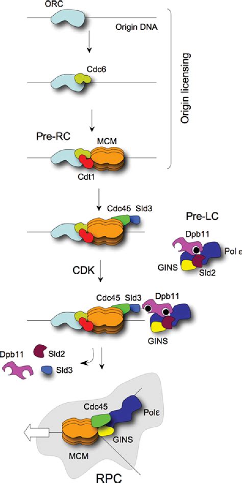 Figure From Structure And Function Of The Gins Complex A Key