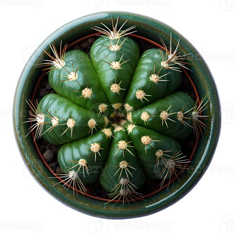 Cactus In Pot Cactus Plant In A Ceramic Vase Isolated Cactus Top View