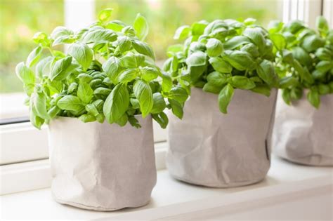 Premium Photo Fresh Basil Herb In A Paper Bag Pot