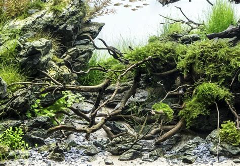 Aquascaping Et Aquarium Nature