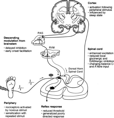 Developmental Aspects Of Nociception Anesthesia Key