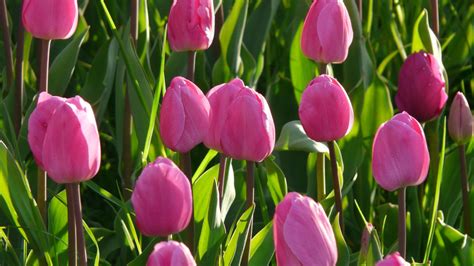 Pink Tulips Meaning Symbolism And Spiritual Significance Allwaysflower