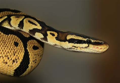 Python Snake – Free To Use Images