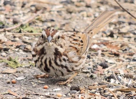 Solve Song Sparrow Jigsaw Puzzle Online With 20 Pieces