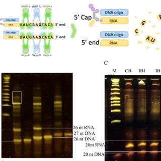 DNA Primer Based Protection Assay And 8 Urea 15 PAGE For MRNA