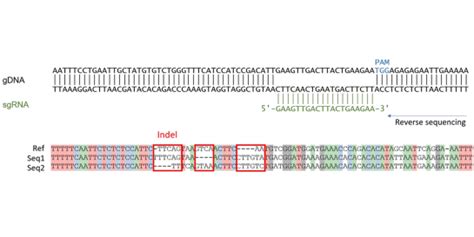 B2m Knockout Thp 1 Cell Line